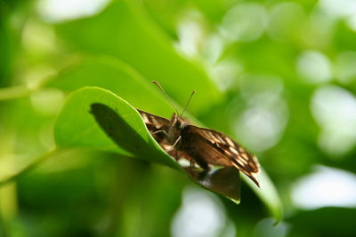 Close-up of insect on leaf