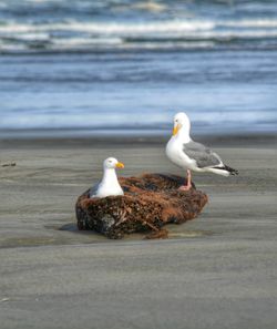 Birds in water