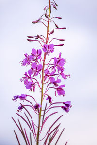 Close-up of pink flowering plant against clear sky