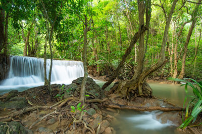 Scenic view of waterfall in forest