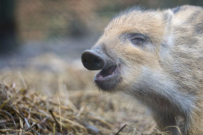 Close-up of an animal