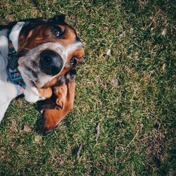 Portrait of basset hound lying on grassy field 