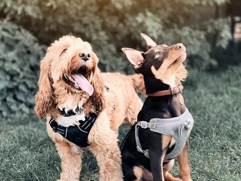 Close-up of two dogs on land