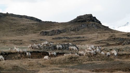 Reindeers on field