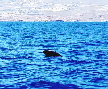 Black swan swimming in sea