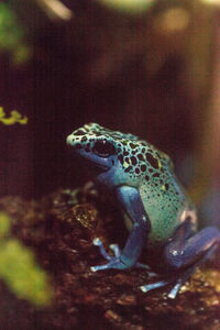 Close-up of lizard