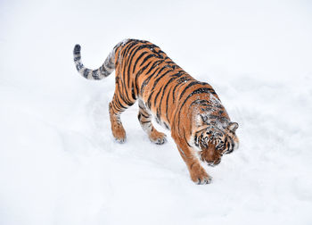Zebra in snow