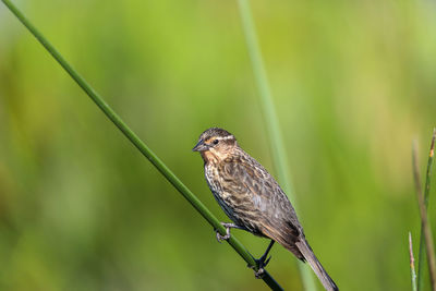 Brown female red-wing blackbird agelaius phoeniceus perches on the tall reeds and grass in a pond 