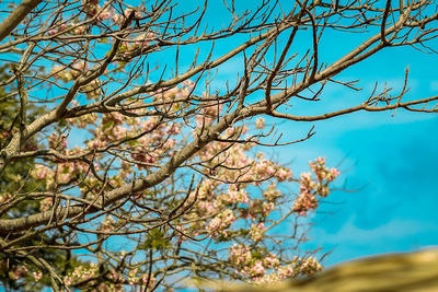 Low angle view of tree against sky