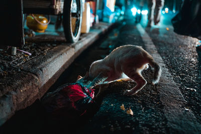 Street cat searching for food