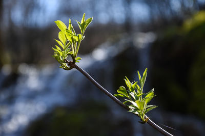 Close-up of green plant