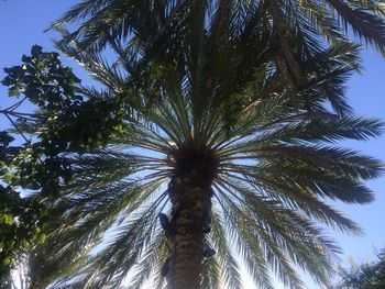 Low angle view of palm tree against blue sky