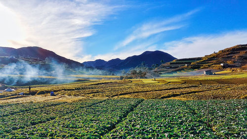 Scenic view of agricultural field against sky