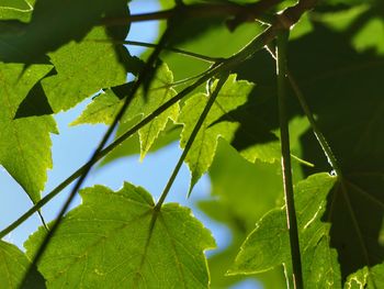 Close-up of green leaves