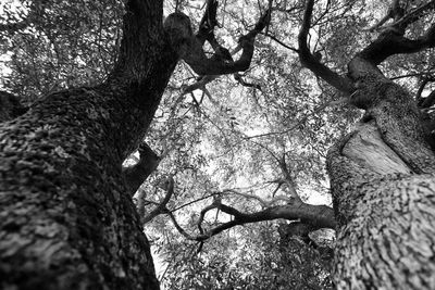 Low angle view of tree trunk