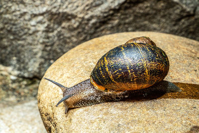 Close-up of snail on rock