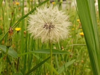 Close-up of dandelion flower