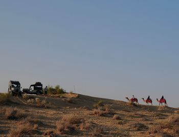 Camels walking on hill against blue sky during sunset