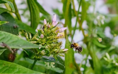 Close-up of bee on flower