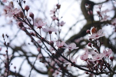 Close-up of apple blossoms in spring