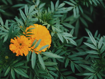 Close-up of marigold flower