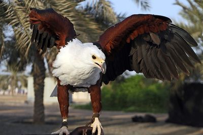 Close-up of birds flying