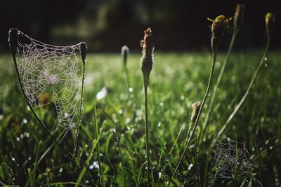 Close-up of wet spider web on plant