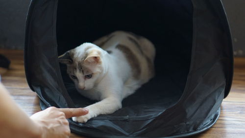 Close-up of hand holding cat