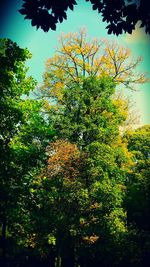 Low angle view of yellow flowers growing on tree