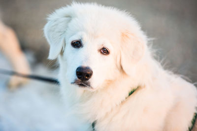 Close-up portrait of white dog