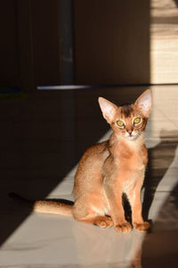 Portrait of abyssinian cat sitting on floor