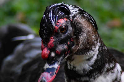 Close-up of a bird