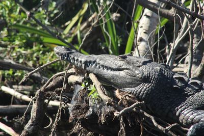 Close-up of lizard on tree