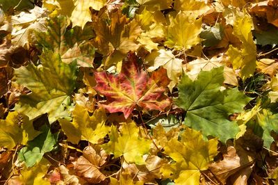 Close-up of yellow maple leaves