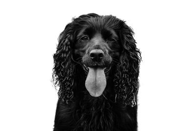 Portrait of black dog against white background