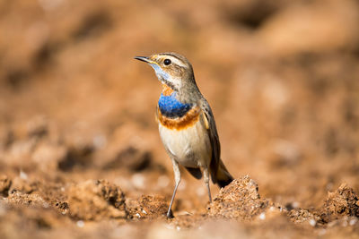 Close-up of a bird perching on a field