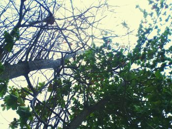 Low angle view of flowering tree against sky