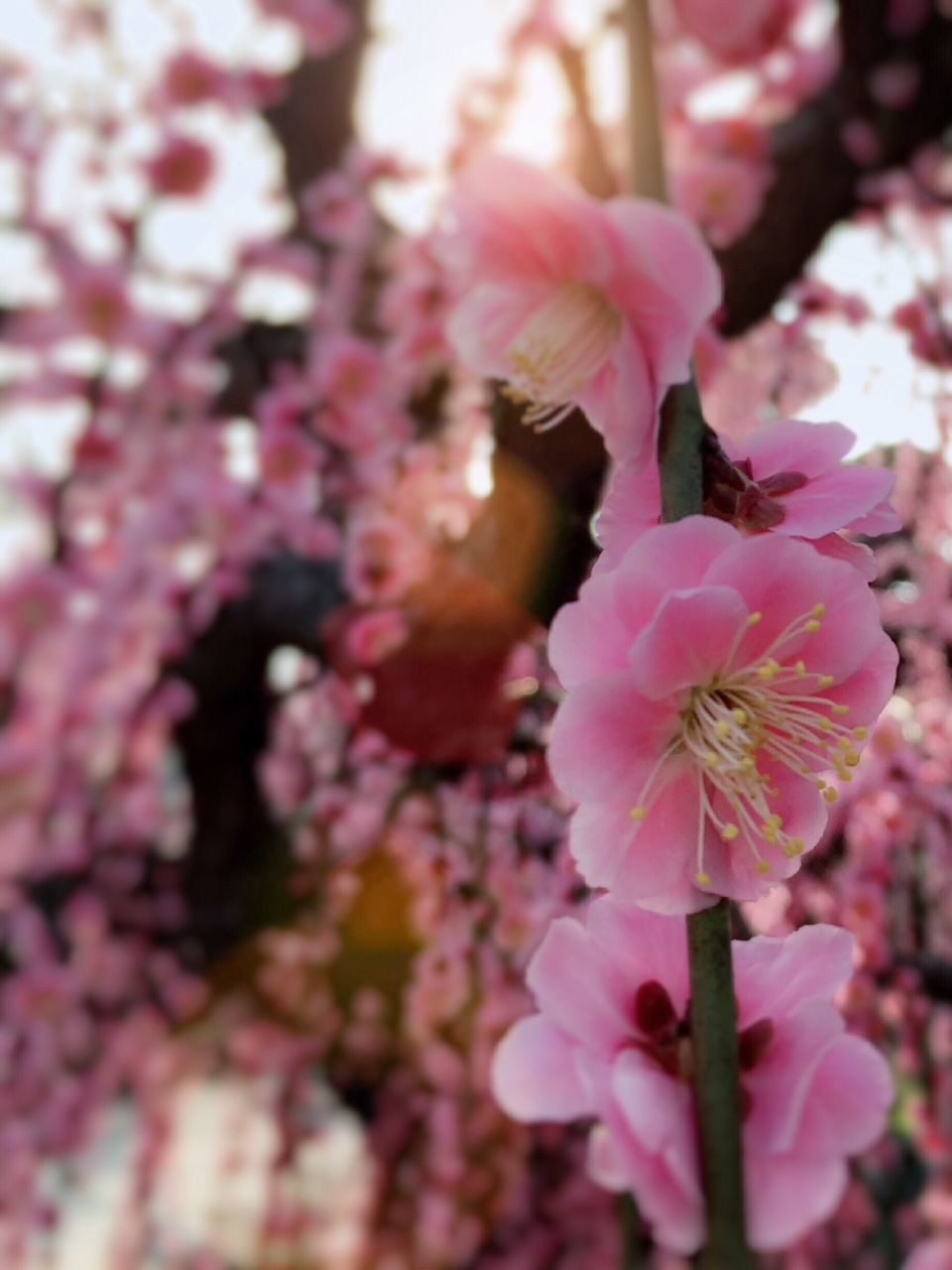 flower, freshness, fragility, petal, pink color, growth, beauty in nature, nature, blooming, focus on foreground, blossom, in bloom, close-up, flower head, branch, cherry blossom, tree, springtime, pink, selective focus