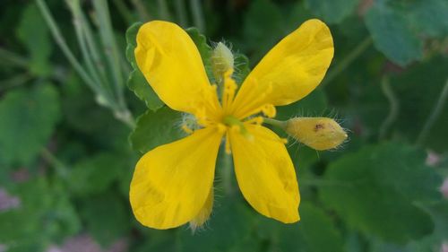 Close-up of yellow flowering plant