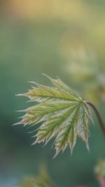 Close-up of plant leaves