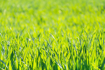 Close-up of crops growing on field