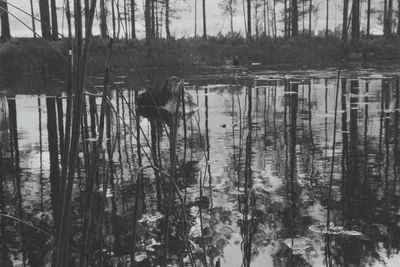 Reflection of trees in lake