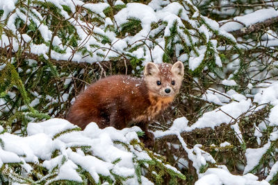 High angle view of fox on snow covered field