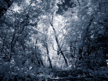 Full frame shot of snow covered trees