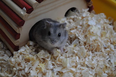 Close-up of mouse on wood shavings