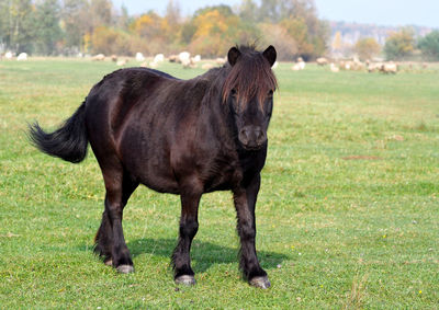 Horse standing in a field