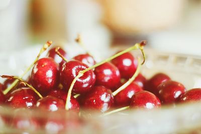 Close-up of red berries