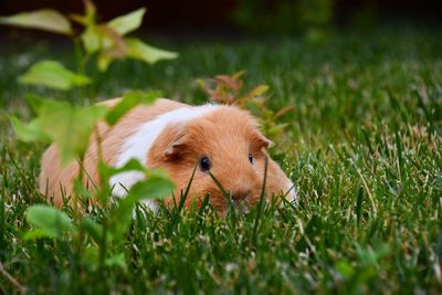 Guinea pig on grassy field