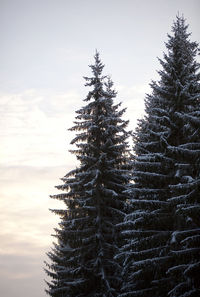 Pine trees against sky during winter