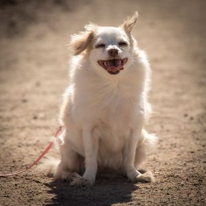 Dog sitting down on land